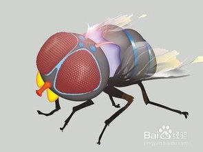 什么气味可以驱赶苍蝇 农村驱苍蝇最有效的方法