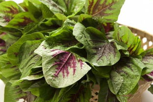 什么病不能吃红苋菜 红苋菜为什么是发物