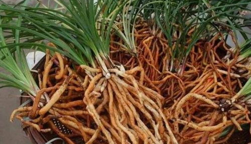 什么花不能用多菌灵 多菌灵什么时候用最好