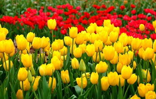 什么样的郁金香 郁金香的四字词语