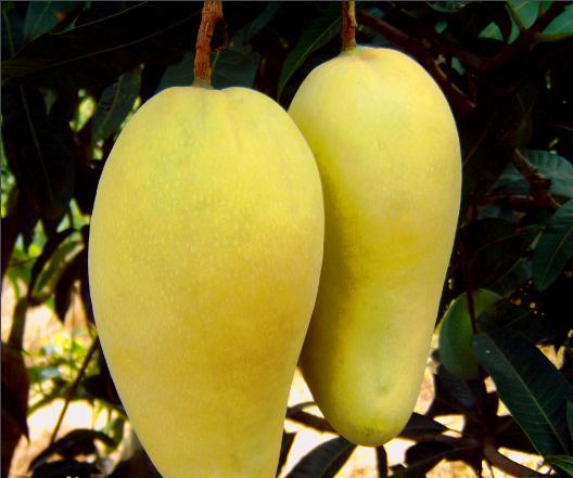 什么芒果最好吃最甜 芒果哪个品种的最好吃