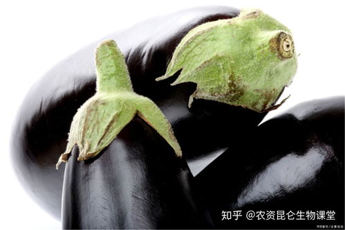 什么肥料促进根系生长 叶片发黄是缺什么肥料