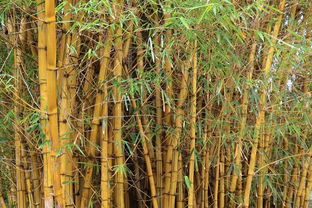 什么样的竹子形容词 二年级什么的竹子填空