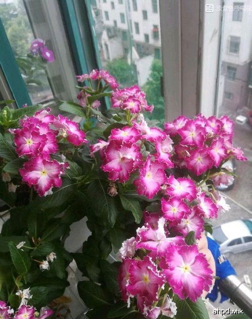 什么花是喜阴又能开花 啥花喜阴好养活