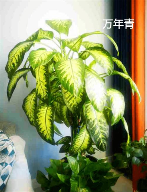 什么植物吸甲醛最好最快 吸甲醛绿植第一名