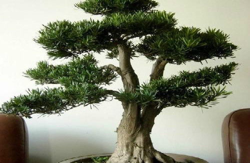 什么植物被称为活化石 什么树叫活化石