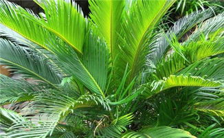 什么苏铁最名贵 什么品种的铁树最珍贵