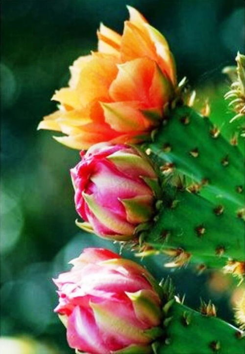 仙人掌花与人生感悟 仙人掌开花朋友圈配文