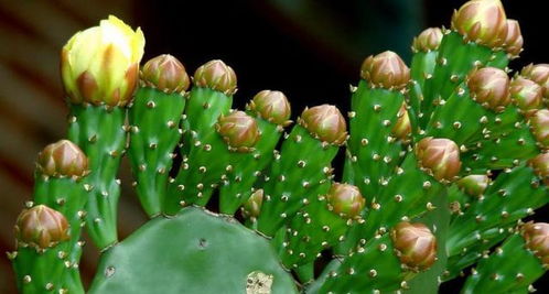 仙人掌放在哪里最旺运 家里养仙人掌吉利吗