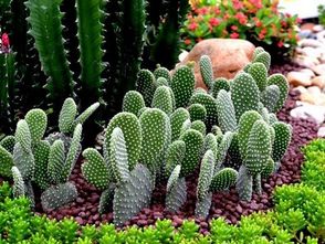 仙人掌治什么病最好 仙人掌治15种病方法