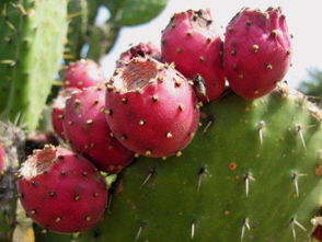 仙人掌果的药用价值 吃仙人掌果的禁忌