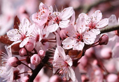 介绍桃花的样子和特点 桃花的特点简单描写