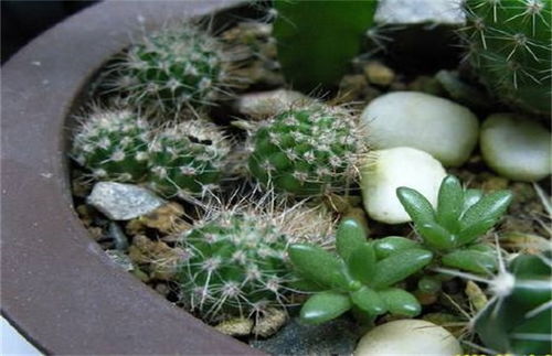 仙人掌无根怎样扦插 仙人掌掰下来直接种行吗
