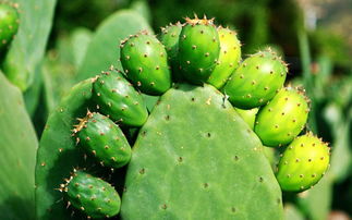 仙人掌的用途和作用 仙人掌的三种用途