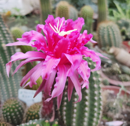 仙人球夏天要断水吗 仙人球夏天可以暴晒吗