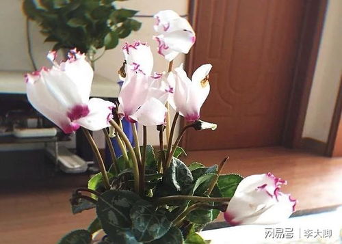仙客来几月份换土好 仙客来夏季休眠图片