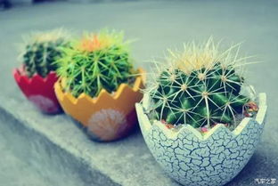 仙人球夏天怎么养 三伏天仙人球怎么浇水