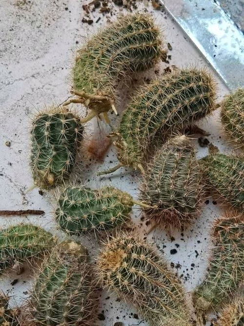 仙人球怎样上盆才服盆快 仙人球服盆要几天