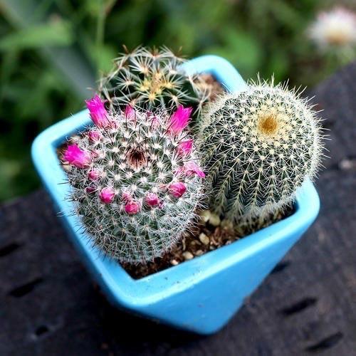 仙人球哪种越养越值钱 寿命最短的仙人球品种