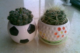 仙人球家里养有忌讳吗 仙人球放在哪里招财