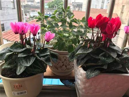 仙客来为什么换盆就死 仙客来适合大盆还是小盆