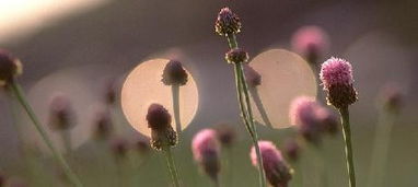 代表爱而不得的花语 代表意难平的花