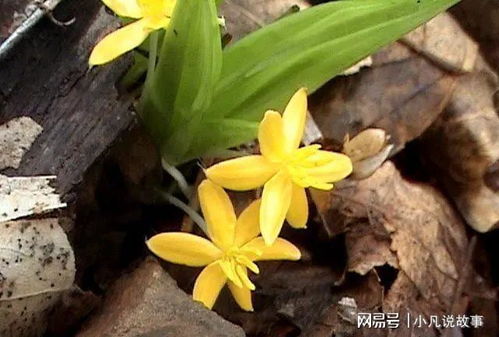 仙茅怎么吃才不中毒 仙茅去毒处理方法