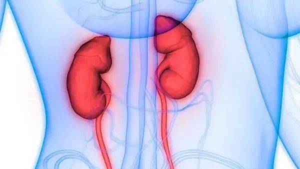 余甘子对肾脏有害吗 我吃余甘子一年的效果