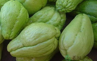 佛手瓜不打顶就不结果吗 佛手瓜夏天为啥不结瓜