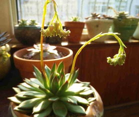 佛手掌开花是好兆头吗 佛手掌一年开几次花