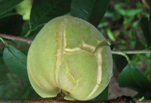 使用鸡粪的八大危害 使用鸡粪的八大危害是什么