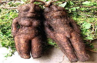 何首乌的10大功效与作用 何首乌有什么作用与功效