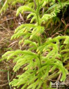 伸筋草怎么喝效果好 女人喝伸筋草的好处