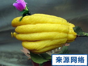 佛手的副作用和毒性 佛手对肝脏的毒害作用