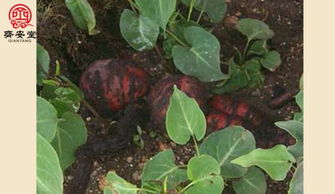 何首乌形容一个人啥意思 何首乌比喻什么样的人