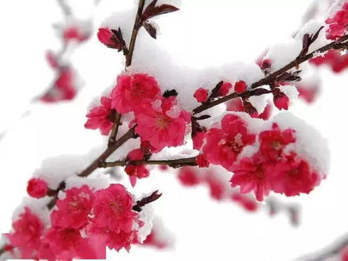 傲雪寒梅寓意象征 女人为啥叫傲雪寒梅