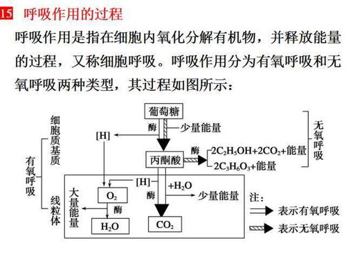 光合呼吸知识点归纳 光呼吸图解高中生物