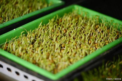 做豆芽菜生意赚钱吗 芽苗菜创业靠谱吗