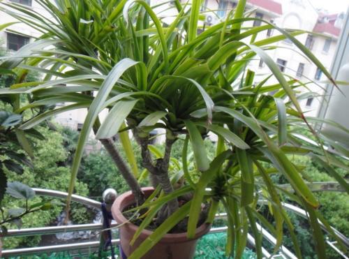 入户门正对放兰花 入户门正对放什么植物