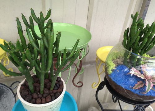 光棍树的功效与作用 光棍树的风水及寓意