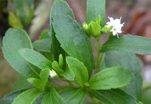 儿科中药加甜叶菊 甜叶菊为什么国家禁止