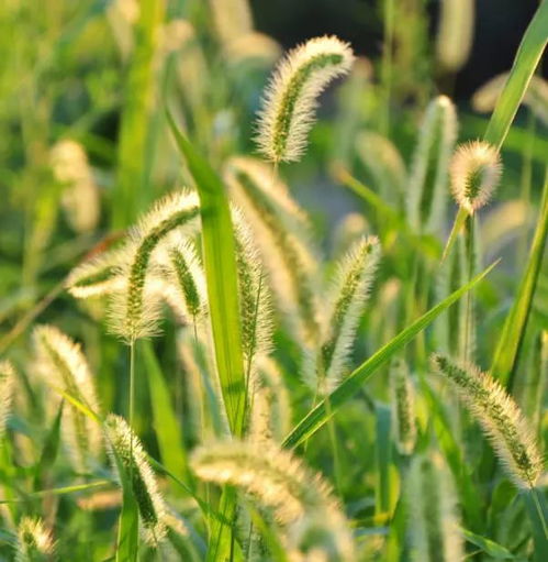 兔子吃狗尾巴草需要晒干吗 狗尾巴草可以代替提摩西草吗