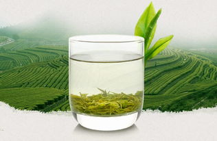 信阳毛尖简介 信阳毛尖的起源与发展