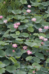 八月十五还有荷花吗 8月下旬荷花还有吗