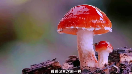 全球十种最漂亮的蘑菇 9种最漂亮的蘑菇