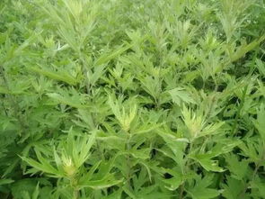 八月份的艾叶还有功效吗 立秋之后的艾草有药用价值吗