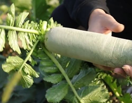 八月中旬种萝卜晚不晚 立秋后种萝卜最佳时间