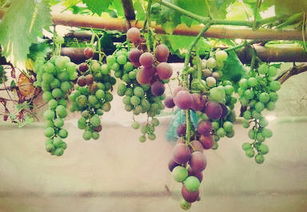 八月份能栽葡萄树吗 为什么葡萄树越老越贵