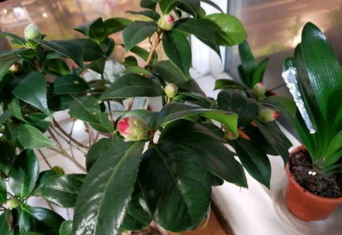 八月份扦插什么花最好 九月哪些花可以扦插