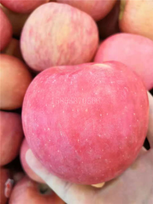 八月份成熟的苹果是哪些品种 八月份的苹果是新鲜的吗